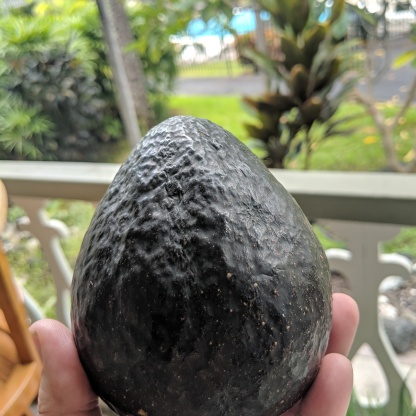 Giant Avocado in Hawaii